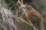 Junin Antpitta - Junnmierpitta - Grallaire de Junin