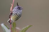 Tufted Tit-Tyrant - Pluimmeestiran - Taurillon msange