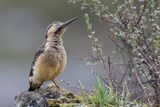 Andean Flicker - Andesgrondspecht - Pic des rochers