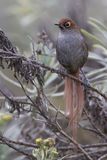 Eye-ringed Thistletail - Oogringdistelstaart - Synallaxe  lunettes
