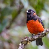 Scarlet-bellied Mountain Tanager - Roodoorbergtangare - Tangara  ventre rouge
