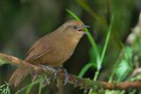 Peruvian Wren - Sepiabruine Winterkoning - Troglodyte brun