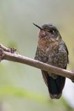 Tyrian Metaltail - Smaragdglansstaartkolibrie - Mtallure meraude (f)