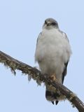 Variable Hawk - Roodrugbuizerd - Buse tricolore