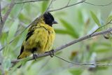 Hooded Siskin - Kapsijs - Chardonneret de Magellan (m)