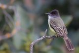 Dusky-capped Flycatcher - Monnikskaptiran - Tyran olivtre