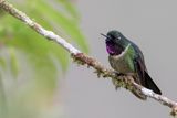 Amethyst-throated Sunangel - Amethistzonnekolibrie - Hliange clarisse (m)