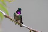 Amethyst-throated Sunangel - Amethistzonnekolibrie - Hliange clarisse (m)