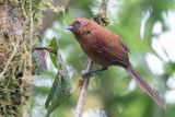 Rufous Spinetail - Roeststekelstaart - Synallaxe roux