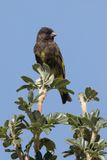 Black Siskin - Zwarte Sijs - Chardonneret noir (m)