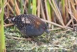 Black (Junin) Rail - Zwarte Dwergral - Rle noir