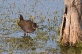 Plumbeous Rail - Loodgrijze Ral - Rle  bec ensanglant