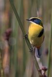 Many-colored Rush Tyrant - Ornaattachuri - Tyranneau omnicolore