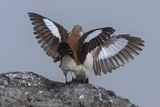 White-bellied Cinclodes - Witbuikwipstaart - Cinclode  ventre blanc
