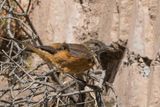 Streak-throated Bush Tyrant - Streepkeelstruiktiran - Moucherolle  gorge raye