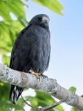 Short-tailed Hawk - Kortstaartbuizerd - Buse  queue courte