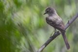 Northern Scrub Flycatcher - Salvins Vliegenpikker - Tyranneau des paltuviers