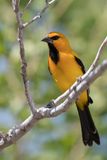 Yellow Oriole - Gele Troepiaal - Oriole jaune
