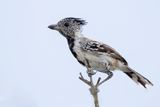 Streak-fronted Antshrike (m)