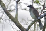 Olive-grey Saltator - Caribische Grijze Saltator - Saltator de Cabanis