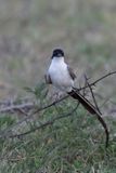 Fork-tailed Flycatcher - Vorkstaartkoningstiran - Tyran des savanes