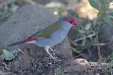 Red-browed Finch - Doornastrild - Diamant  cinq couleurs