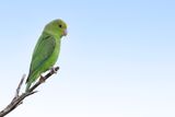 Green-rumped Parrotlet - Groene Muspapegaai - Toui t