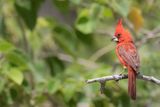 Vermilion Cardinal - Vermiljoenkardinaal - Cardinal vermillon (m)