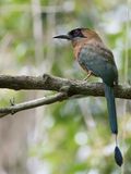Whooping Motmot - Caribische Motmot - Motmot carabe