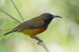 Humblots Sunbird - Grande-Comorehoningzuiger - Souimanga de Humblot (m)