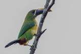 White-throated Toucanet - Andesarassari - Toucanet des Andes