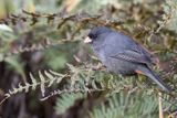 Paramo Seedeater - Pramocatamenia - Catamnie du paramo (m)
