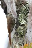 Montane Woodcreeper - Bergmuisspecht - Grimpar montagnard