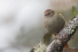 Streak-capped Spinetail - Streepkapstekelstaart - Synallaxe des bromliades