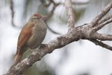 Streak-capped Spinetail - Streepkapstekelstaart - Synallaxe des bromliades