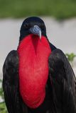 Magnificent Frigatebird - Amerikaanse Fregatvogel - Frgate superbe (m)