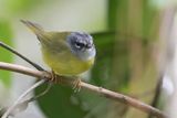 White-lored Warbler - Witteugelzanger - Paruline  lores blancs
