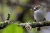 Black-throated Tody-Tyrant - Zwartkeeltodietiran - Todirostre  gorge noire
