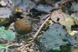 Grey-throated Leaftosser - Grijskeelbladkrabber - Sclrure  gorge grise