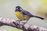 Santa Marta Brushfinch - Santa-Martastruikgors - Tohi des Santa Marta