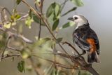 White-headed Buffalo Weaver - Witkopbuffelwever - Alecto  tte blanche