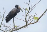 African Openbill - Afrikaanse Gaper - Bec-ouvert africain