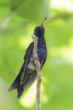 Sapphire-bellied Hummingbird - Lillies Kolibrie - Colibri de Lillian (m)