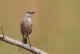 Congo Moor Chat - Congomiertapuit - Traquet du Congo