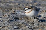 Chestnut-banded Plover - Kaapse Plevier - Gravelot lgant
