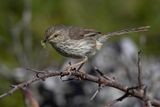 Karoo Prinia - Karooprinia - Prinia du Karroo