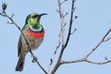 Southern Double-collared Sunbird - Kleine Kraaghoningzuiger - Souimanga chalybe (m)