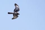 Black Harrier - Zwarte Kiekendief - Busard maure