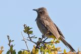 Cape Bulbul - Kaapse Buulbuul - Bulbul du Cap