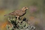 Large-billed Lark - Grootsnavelleeuwerik - Cochevis  gros bec